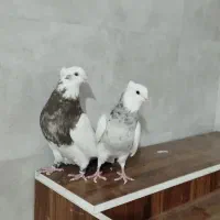 کبوتر ،طوقی پالخت کاکولی