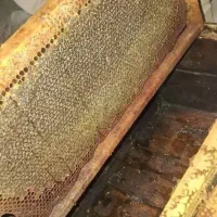 عسل طبیعی|خوردنی و آشامیدنی|خانمیرزا, |دیوار