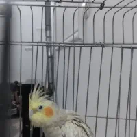 عروس هلندی با قفس و تجهیزات