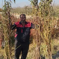 نهال آلو و هلو|خدمات باغبانی و درختکاری|نیشابور, بلوار گلها|دیوار