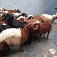 ی تعداد بره نر وماده گوسفند