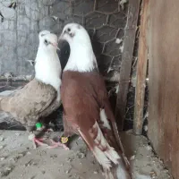 تعدادی رنگی کبوتر