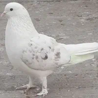 کبوتر