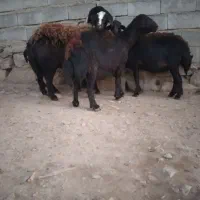 فروش چهار راس گوسفند قرقزل دوتاش شیشک دوتاش میش|حیوانات مزرعه|کنگاور, |دیوار