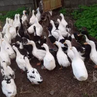 اردک فروشی|حیوانات مزرعه|رودسر, |دیوار