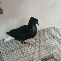 پرنده خونگی