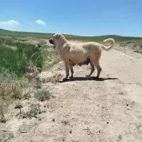 ماده عراقی توله دهی بشرط با قد بالا آبستن هست