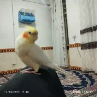 عروس هلندی سخنگو|پرنده|نهاوند, |دیوار