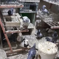 فروش کبوتر|پرنده|چمران, |دیوار