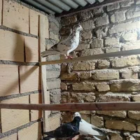 ۵عدد‌کبوتر‌غریب‌گیری‌سالم