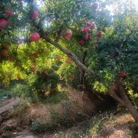 انار کوهنانی|خوردنی و آشامیدنی|کوهنانی, |دیوار