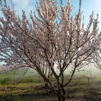 باغ ۳۵۰۰متری|فروش زمین و ملک کلنگی|نوشین شهر, |دیوار