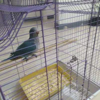 فروش جوجه طوطی راهب|پرنده|بابلسر, |دیوار