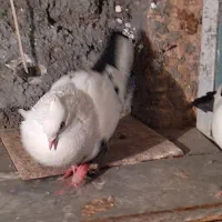 کبوتر دم سیاه دم سبز