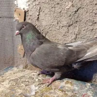 کبوترپر|پرنده|شهرکرد, |دیوار