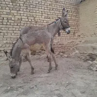 دوعددالاغ ودوعددکره نروماده گله ای به شرط|حیوانات مزرعه|گلپایگان, |دیوار