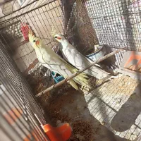 یک جفت عروس هلندی لوتینو