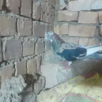 هفرنگ تیکه دار نر