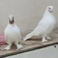 جوجه کفتر ماهرو