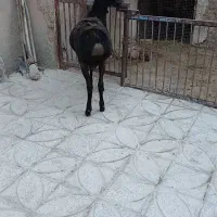 بره قوچ چینی|حیوانات مزرعه|کمیجان, |دیوار