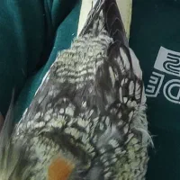 عروس هلندی گم شده|حیوانات|اهواز, کیانپارس |دیوار