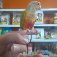 طوطی گرینچیکهای سرلاکی دونخور قرمزی بالا انواع رنگ|پرنده|قائمشهر, |دیوار