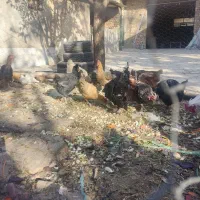 فروش فوری|حیوانات مزرعه|الیگودرز, |دیوار