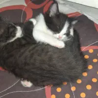 بچه گربه نژاد میکس بریتیش وپرشین