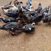 اردک اسرائیلی