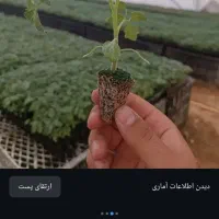 نشا|خدمات باغبانی و درختکاری|برخوار, |دیوار