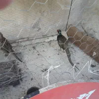 مرغ وخروس امریکایی