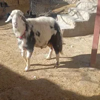 قوچ پلنگی|حیوانات مزرعه|بیرانوند, |دیوار