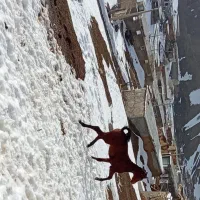 فروش اسب|اسب و تجهیزات اسب‌سواری|سارال, |دیوار