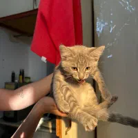 گربه اسکاتیش Dsh