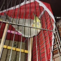 عروس معاوضه با سونی۲