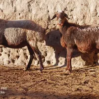 ۱۲راس میش آبستن گوسفند بره قوچ میش بره دار داشتی|حیوانات مزرعه|مشهد, اروند|دیوار