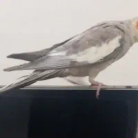 دو عدد عروس هلندی|پرنده|یزد, |دیوار