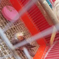 جوجه عروس هلندی|پرنده|سبزوار, غرب نیروگاه|دیوار