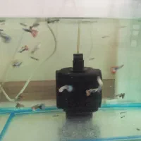 ۲۰عدد ماهی گوپی بیگ ایر چمپیون مولد درشت|ماهی|تهران, والفجر (افسریه)|دیوار