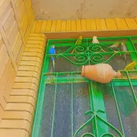 مرغ عشق|پرنده|سراوان, |دیوار