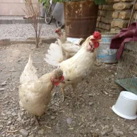 مرغ وخروس گلین