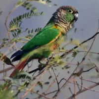 گرینچیک گم شده