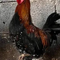 تخم گلین لری|حیوانات مزرعه|شیراز, شهرک بهار|دیوار