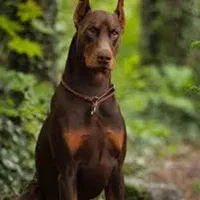 ماده پینجر بلوطی سگ گارد خانواده|سگ|صفادشت, |دیوار