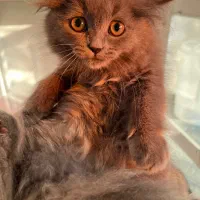 گربه بریتیش