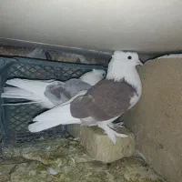 پلاکی|پرنده|اصفهان, گورت|دیوار