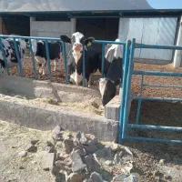 گاو|حیوانات مزرعه|جونقان, |دیوار