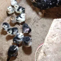 جوجه گلین لری