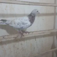 پرنده|پرنده|قزوین, |دیوار