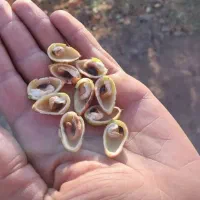 خریدپسته زردو نخودی روابی خریدارم|خدمات باغبانی و درختکاری|رفسنجان, |دیوار